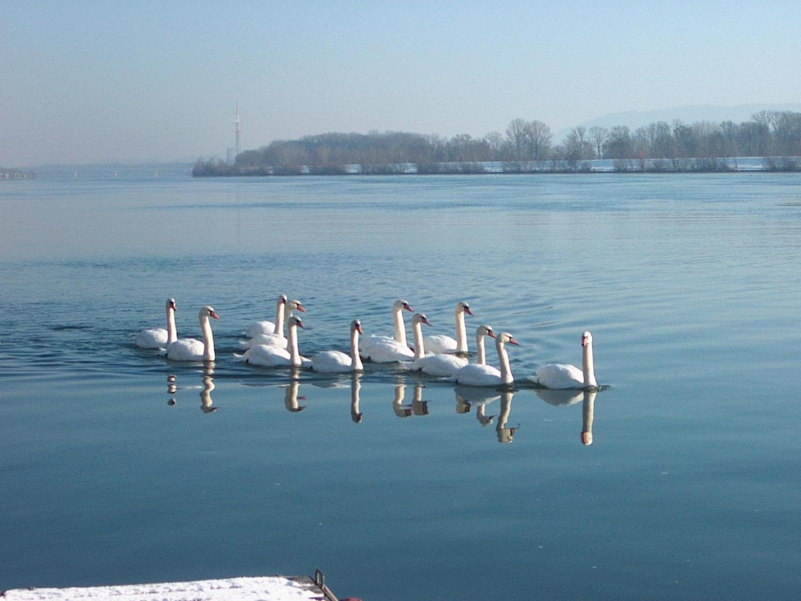 Donau-Rad-Hotel Wachauerhof Marbach an der Donau Exteriör bild